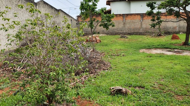Lote